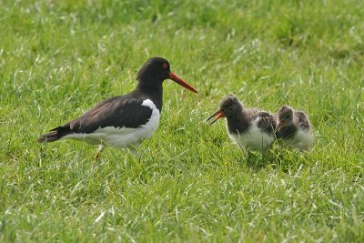 Scholekster - Oystercatcher - Haematopus ostralegus