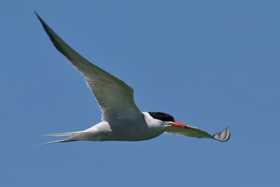 Common Tern - Visdief - Sterna hirundo