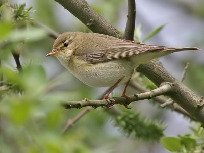 Willow Warbler - Fitis - Phylloscopus trochilus