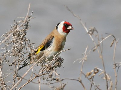 Putter - European Goldfinch - Carduelis carduelis