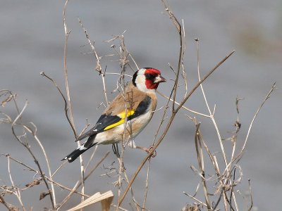 Goldfinch - Putter - Carduelis carduelis