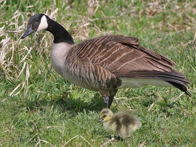 Canadese Gans - Canada goose - Branta canadensis