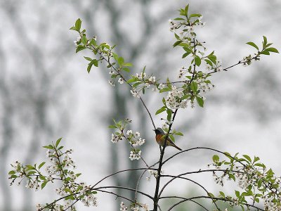 Gekraagde Roodstaart - Common Redstart - Phoenicurus phoenicurus