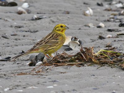 Yellow Hammer - Geelgors - Emberiza citrinella