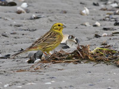 Yellow Hammer - Geelgors - Emberiza citrinella