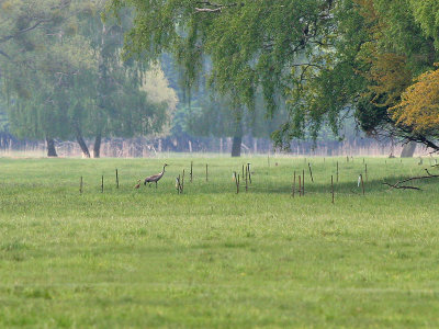 Kraanvogel - Common Crane -Grus grus