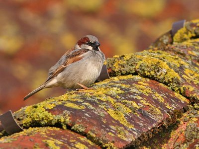 Huismus - House sparrow - Passer Domesticus