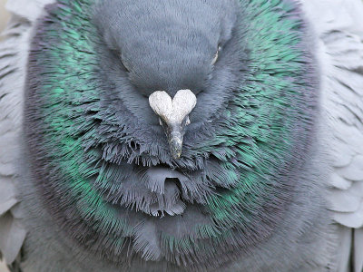 Exhausted homing-pigeon - Uitgeputte Postduif -  Columba livia domestica