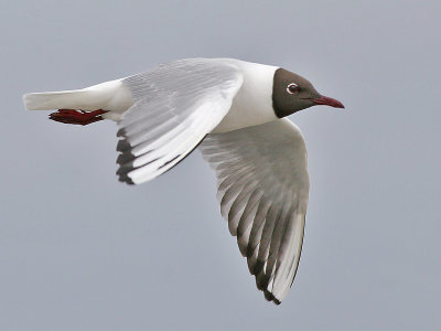 Kokmeeuw - Black-headed Gull - Larus ridibundus