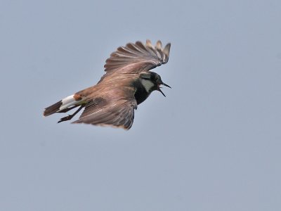 Kievit  - Lapwing - Vanellus vanellus