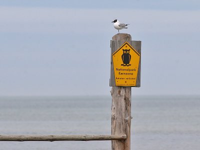 Kokmeeuw - Black-headed Gull - Larus ridibundus