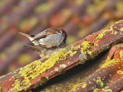 Huismus - House sparrow - passer domesticus