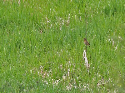 Paapje - Whinchat - Saxicola rubetra