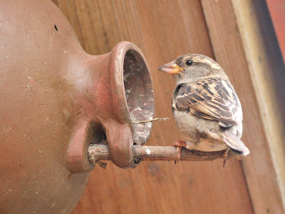 Huismus - House sparrow - Passer domesticus
