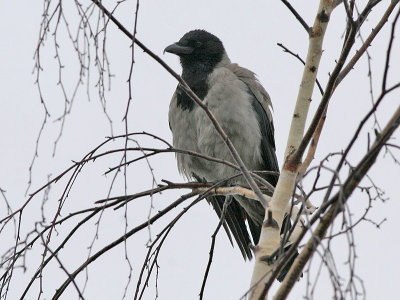 Bonte Kraai - Hooded Crow - Corvus cornix
