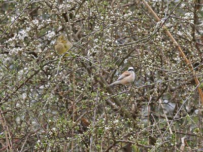 Penduline Tit - Buidelmees - Remiz pendulines