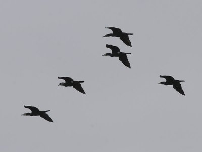 Aalscholver - Great Cormorant - Phalacrocorax carbo