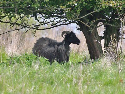 Schaap
