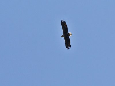 Zeearend - White-tailed Eagle - Haliaeetus albicilla