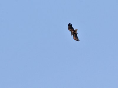 Zeearend - White-tailed Eagle - Haliaeetus albicilla