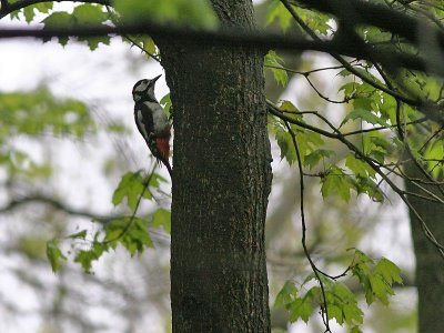 Grote BonteSpecht - Great Spotted Woodpecker - Dendrocopos major