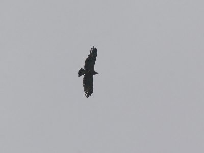 Lesser Spotted Eagle - Schreeuwarend - Aquila pomarina
