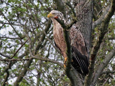 Zeearend - White-tailed Eagle - Haliaeetus albicilla