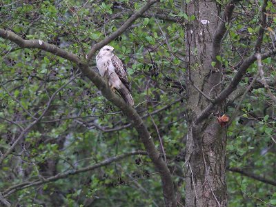 Buizerd - Common Buzzard - Buteo buteo