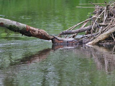 The work of beavers / Het werk van bevers