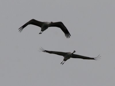 Kraanvogel - Common Crane -Grus grus