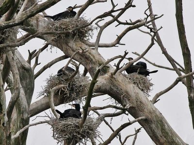 Aalscholver - Great Cormorant - Phalacrocorax carbo