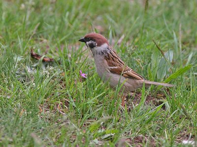 Ringmus - Tree Sparrow - Passer montanus