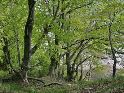 Rgen - National Park Jasmund