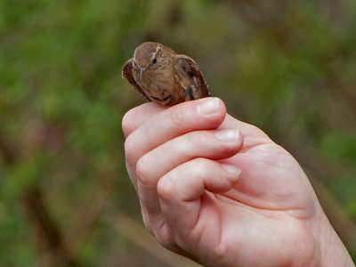 Winterkoning - Wren - Troglodytes troglodytes