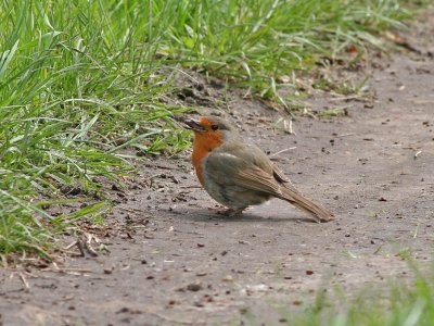 Roodborst - European Robin -  Erithacus rubecula