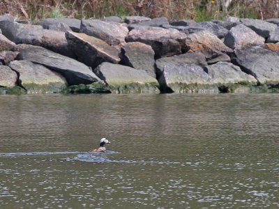 IJseend - Long-tailed Duck - Clangula hyemalis