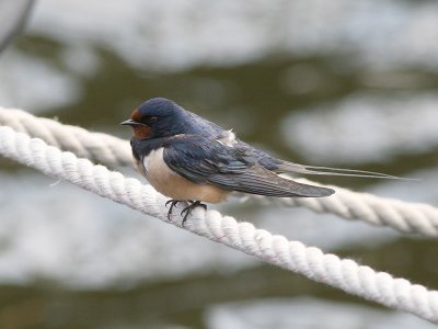 Boerenzwaluw - Barn Swallow - Hirundo rustica