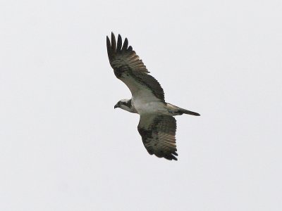 Visarend - Osprey - Pandion haliaetus