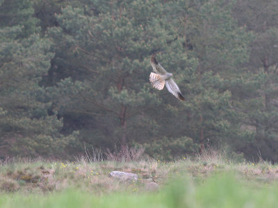 Montagus Harrier - Grauwe Kiekendief - Circus pygargus