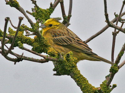 Geelgors - Yellow Hammer - Emberiza citrinella