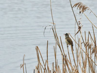 Grote Karekiet - Great Reed Warbler - Acrocephalus arundinaceus