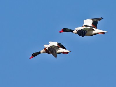 Bergeend - Shelduck