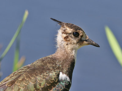 Kievit  - Lapwing - Vanellus vanellus