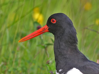 Scholekster - Oystercatcher - Haematopus ostralegus