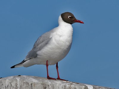 Black-headed Gull - Kokmeeuw - Larus ridibundus