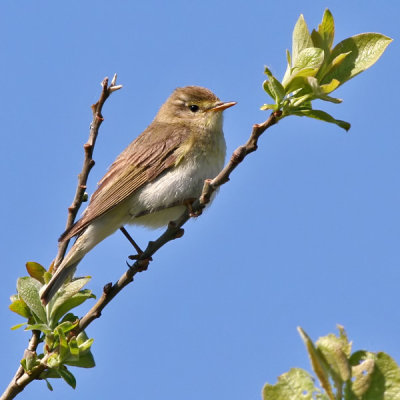 Fitis - Willow Warbler - Phylloscopus trochilus