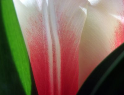 Italian colors tulip abstract.jpg
