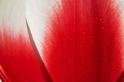 Tulip dew drops.jpg