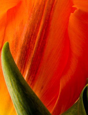 Tulip curving leaf.jpg