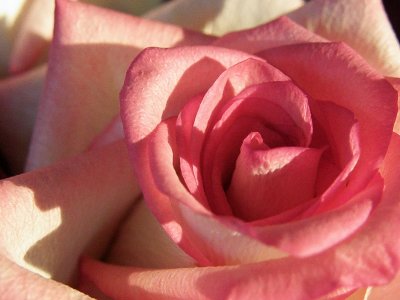 Pink rose heart.jpg